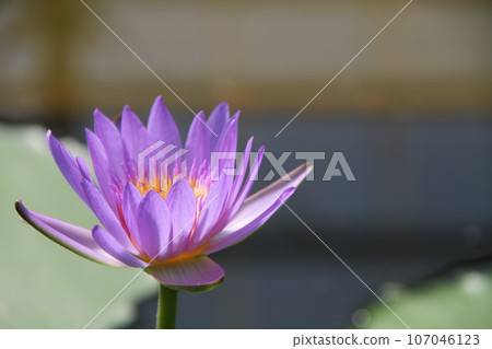 別府溫泉水面上漂浮的花瓣 別府溫泉水面上漂浮的花瓣 107046123
