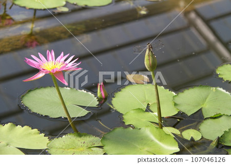 Lotus leaves and petals floating on the water surface of Beppu Onsen 107046126