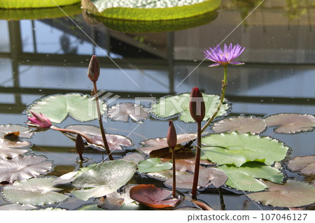 Lotus leaves and petals floating on the water surface of Beppu Onsen 107046127