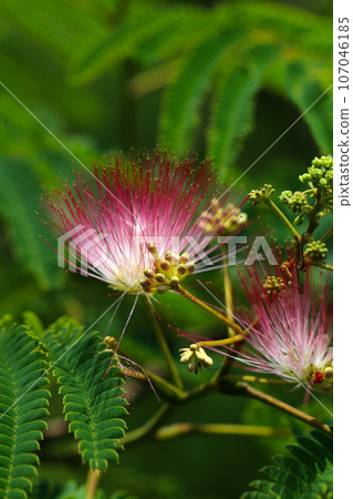A unique flower of the elmium tree with white and pink stamen filaments sticking out like needles (macro close-up image) A unique flower of the elmium tree with white and pink stamen filaments sticking out like needles (macro close-up image) 107046185