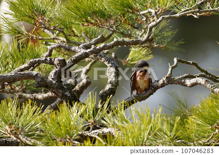 Kingfisher preening its wings on a pine branch Kingfisher preening its wings on a pine branch 107046283