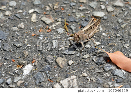 locust on the asphalt 107046329
