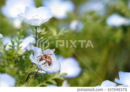Honeybee sucking nectar of nemophila 107046378