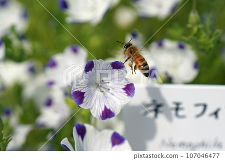 A bee trying to land on a Nemophila maculata flower 107046477