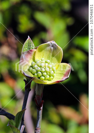 雜林綠色背景的山茱萸花(使用微距鏡頭的特寫影像,戶外綠色背景) 雜林綠色背景的山茱萸花(使用微距鏡頭的特寫影像,戶外綠色背景) 107046651