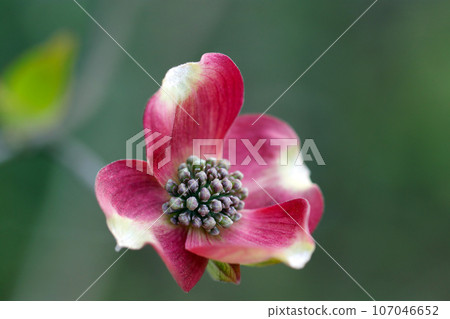 A dogwood flower with a beautiful azalea color (using a macro lens, outdoor green background close-up image) A dogwood flower with a beautiful azalea color (using a macro lens, outdoor green background close-up image) 107046652