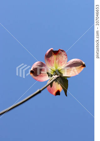A dignified dogwood flower that blooms powerfully against the clear blue sky (using a macro lens, outdoor close-up image) A dignified dogwood flower that blooms powerfully against the clear blue sky (using a macro lens, outdoor close-up image) 107046653