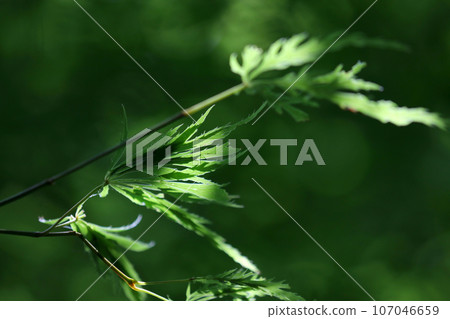 New branches and leaves of bright green Japanese maple (macro lens, natural light, close-up photo) New branches and leaves of bright green Japanese maple (macro lens, natural light, close-up photo) 107046659