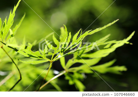Bright green needles of Japanese maple (sunny weather, outdoor macro photography) 107046660