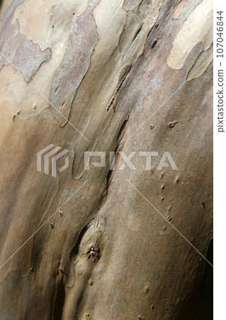 Grey-brown wrinkled bark texture of a Crape Myrtle, resembling elephant skin 107046844