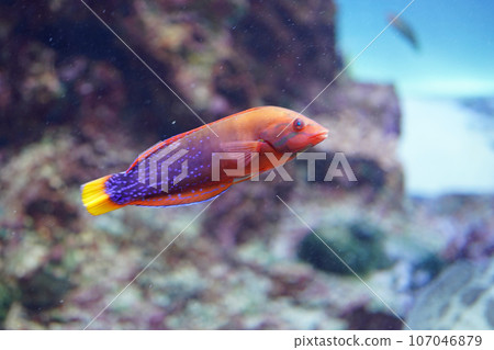 Tsuyvella Tsuyvella 107046879
