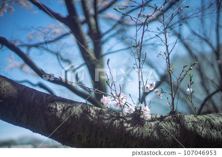 吉野櫻花樹 吉野櫻花樹 107046953