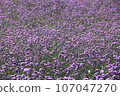 Verbena/pink flower clumps 107047270