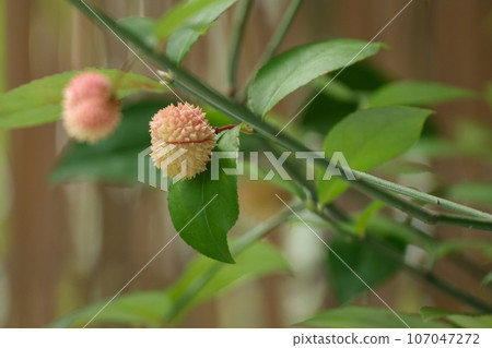 伊賀栗真弓未成熟的果實 107047272