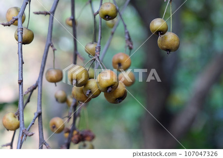 Nokaido fruit Nokaido fruit 107047326