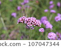 Verbena/The flower part where small pink flowers are clustered together. 107047344