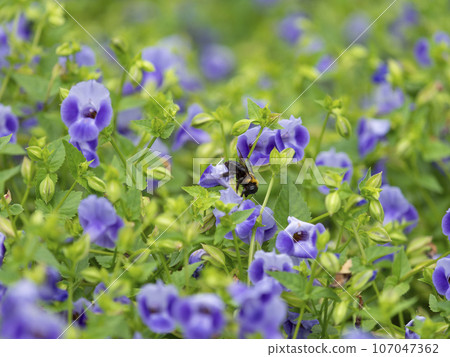 Torenia flowers and carpenter bees 107047362