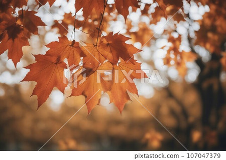 red maple leaves on the tree in autumn 107047379