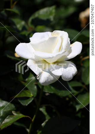 純白玫瑰花“奧斯卡弗朗索瓦,法國2004年” 純白玫瑰花“奧斯卡弗朗索瓦,法國2004年” 107047407