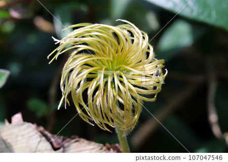 Senninsou (Casagruma clematis) Pinwheel-like achene (using a macro lens, outdoor natural light, close-up photography) Senninsou (Casagruma clematis) Pinwheel-like achene (using a macro lens, outdoor natural light, close-up photography) 107047546