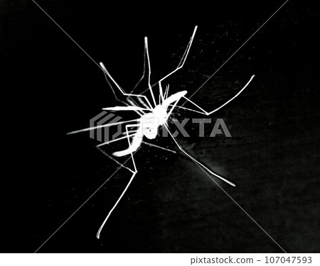 Image of a mosquito in white on a black background. Close-up. 107047593
