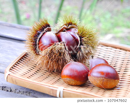 Freshly harvested chestnuts - the taste of autumn Freshly harvested chestnuts - the taste of autumn 107047602