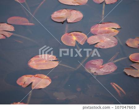 Spring water lily pond, young water lily leaves Spring water lily pond, young water lily leaves 107047603