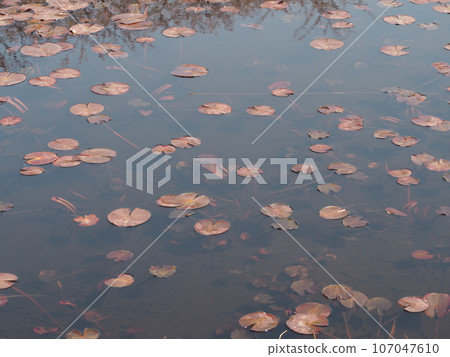 Spring water lily pond, young water lily leaves Spring water lily pond, young water lily leaves 107047610