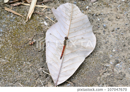 紅蜻蜓棲息在落葉上 紅蜻蜓棲息在落葉上 107047670