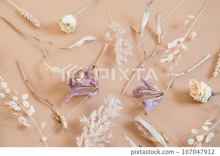 Dried flowery plants arrangement. Autumnal monochrome floral set. Dried flowery plants arrangement. Autumnal monochrome floral set. 107047912
