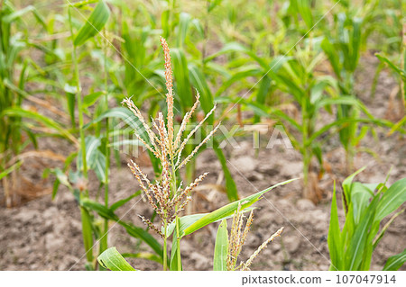 Young corn plants are grown in plantation field. Young corn plants are grown in plantation field. 107047914