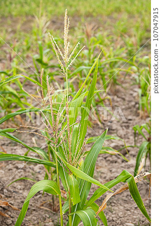 Young corn plants are grown in plantation field. Young corn plants are grown in plantation field. 107047915