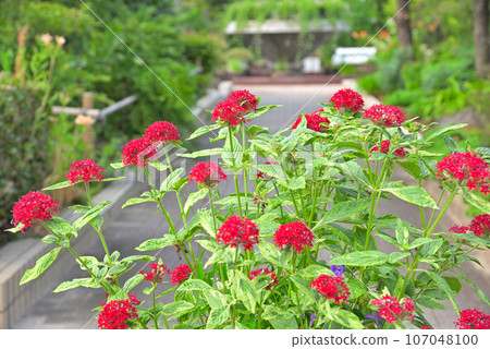 Red pentas flowers Red pentas flowers 107048100