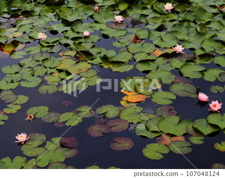 夏季睡蓮池塘粉紅色睡蓮 107048124