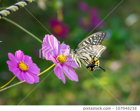 宇宙領域的燕尾蝴蝶 宇宙領域的燕尾蝴蝶 107048238