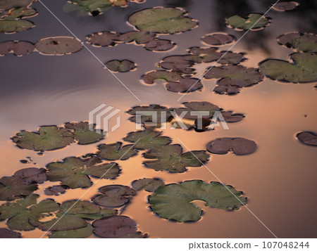 黃昏的睡蓮池，睡蓮葉漂浮在池塘裡 107048244