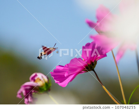 Cosmos and Houjaku 107048255