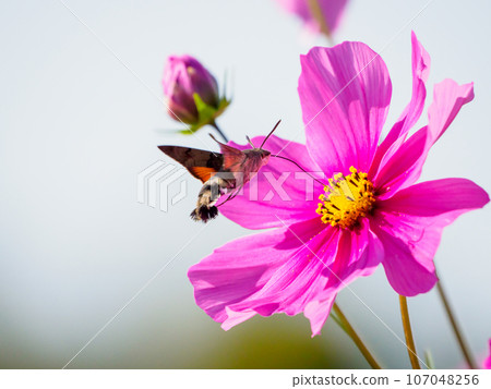 Cosmos and Houjaku 107048256