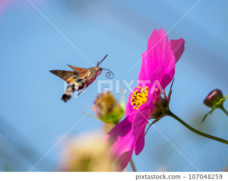 Cosmos and Houjaku 107048259