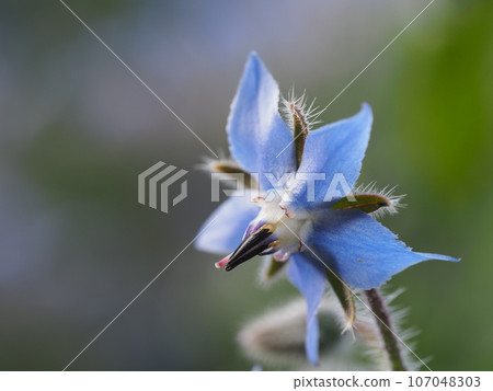 草本琉璃苣藍色花 107048303