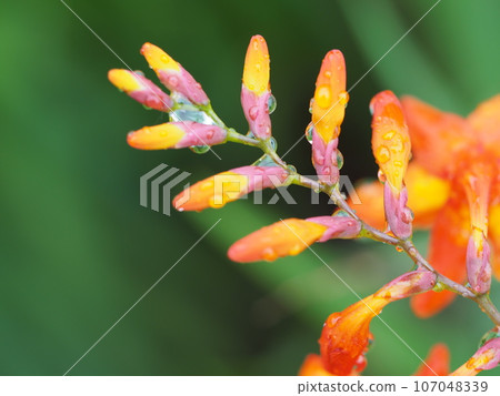 雨中濕漉漉的花,水仙花 雨中濕漉漉的花,水仙花 107048339