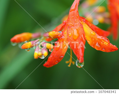 Flowers wet in the rain, Daffodils 107048341