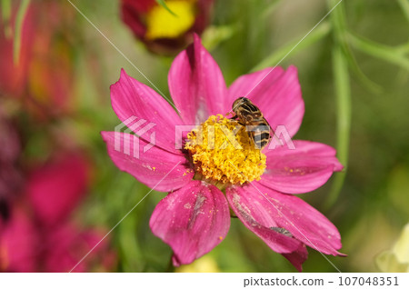 黃腹食蚜蠅棲息在宇宙上 黃腹食蚜蠅棲息在宇宙上 107048351