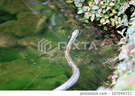 snake crawling on the water surface 107048352
