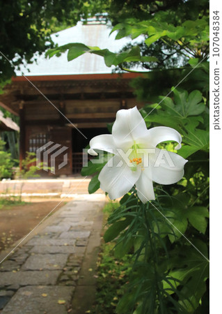 white lilies on the approach 107048384