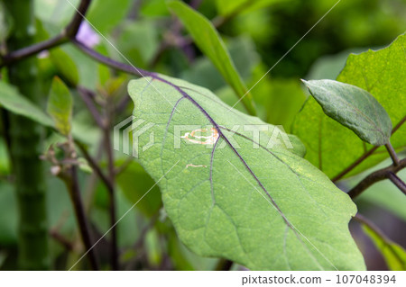 茄子葉甲蟲危害症狀 107048394