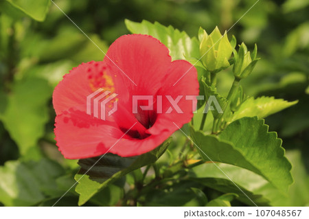 紅芙蓉花 107048567