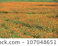 Yellow cosmos (yellow flower autumn cherry) 107048651