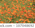 Yellow cosmos (yellow flower autumn cherry) 107048692