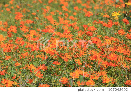 黃波斯菊（黃花秋櫻） 107048692